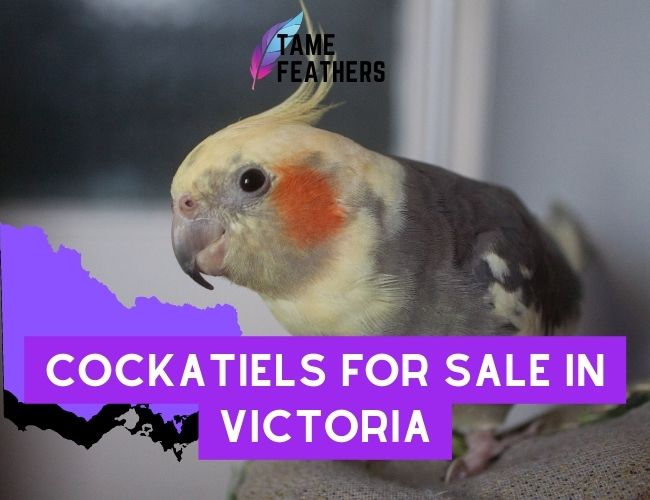 Cockatiels For Sale In Victoria: The Best Places To Find Your Perfect Pet