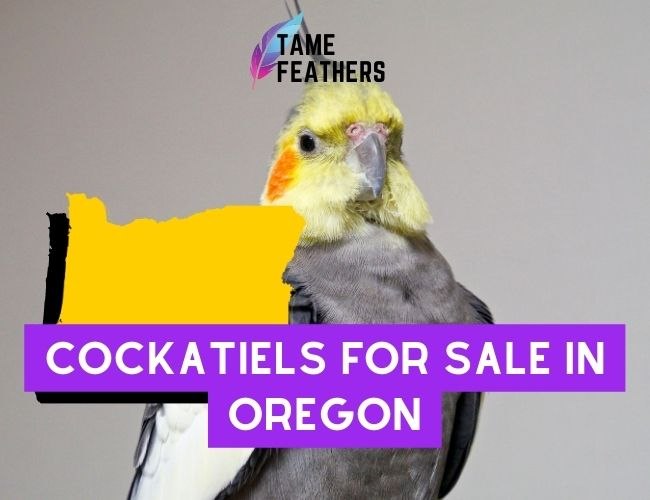 Cockatiels for Sale in Oregon: Where To Find The Perfect Companion