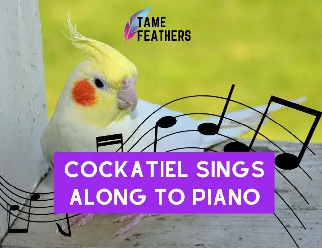 Cockatiel Sings Along To Piano: A Magical Musical Moment!