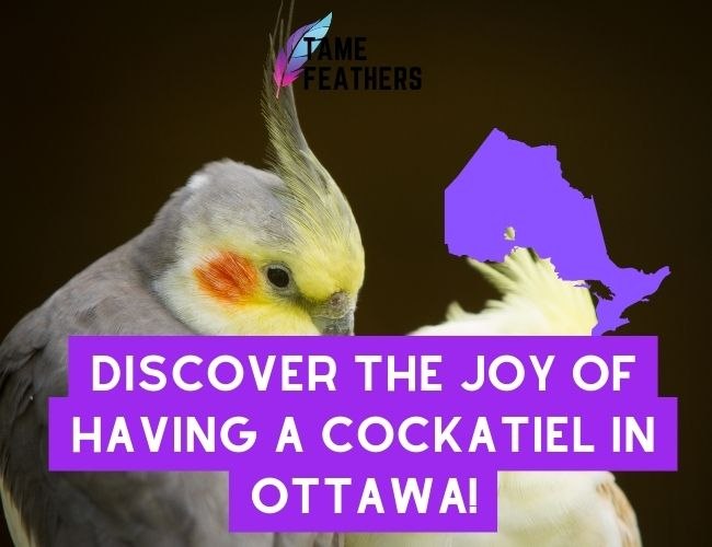 Discover The Joy Of Having A Cockatiel: Find Your Perfect Pet In Ottawa!