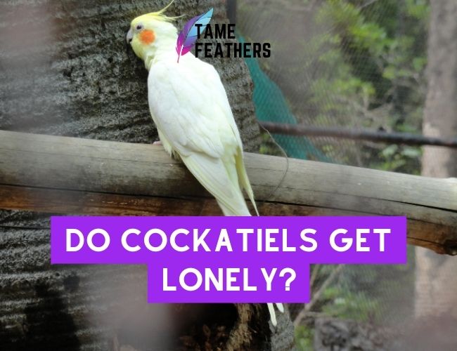 Do Cockatiels Get Lonely? Here’s What You Need To Know