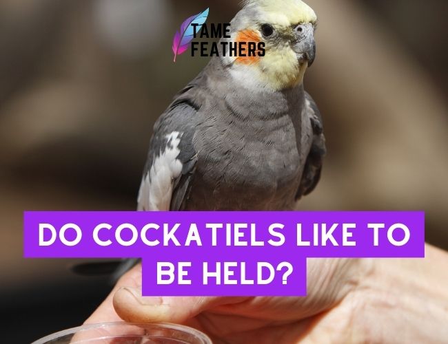 Do Cockatiels Like To Be Held? The Surprising Truth Revealed