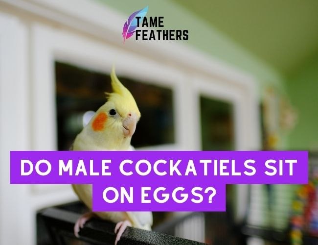 Do Male Cockatiels Sit On Eggs? Here’s What You Need To Know