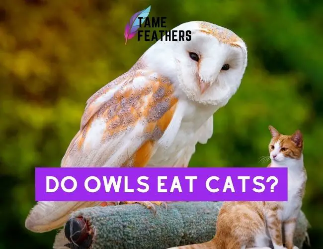 Do Owls Eat Cats?