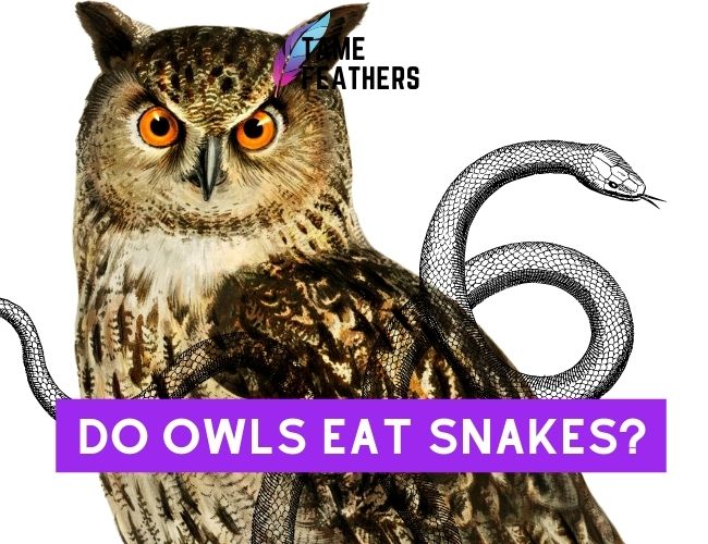 Do Owls Eat Snakes?