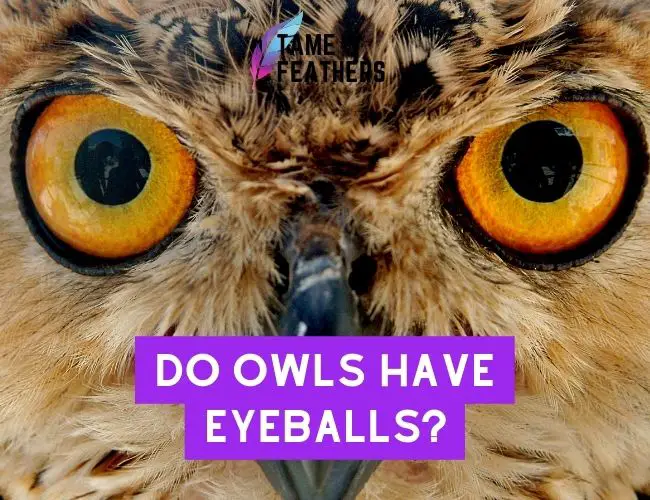 Do Owls Have Eyeballs?