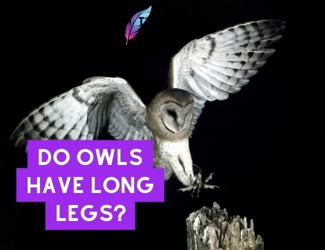 Do Owls Have Long Legs?