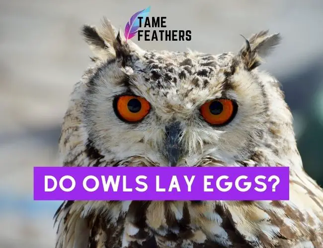 Do Owls Lay Eggs?