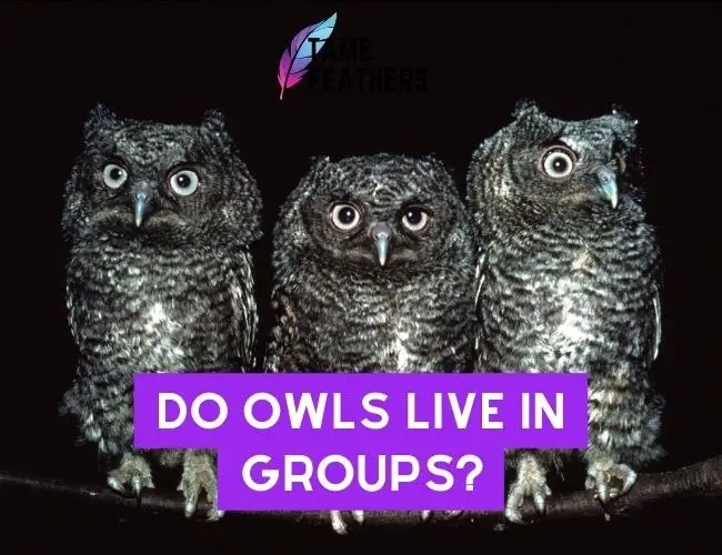 Do Owls Live in Groups?