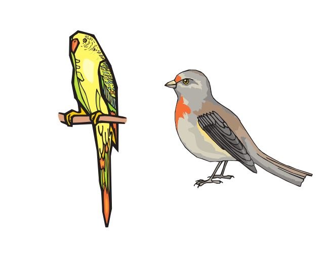 Which is better, a finch or a parakeet?