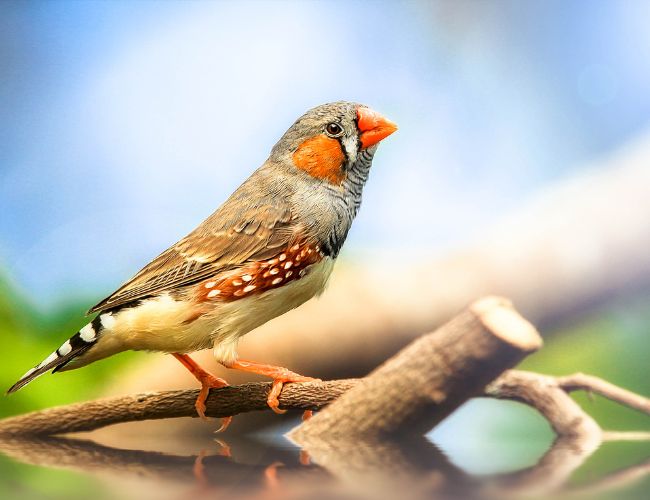 What are finches and how do they differ from other birds as pets?