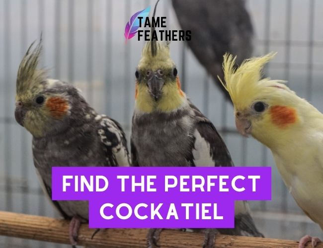 Find The Perfect Cockatiel:  7 Tips For Finding The Best Bird Breeders Near You