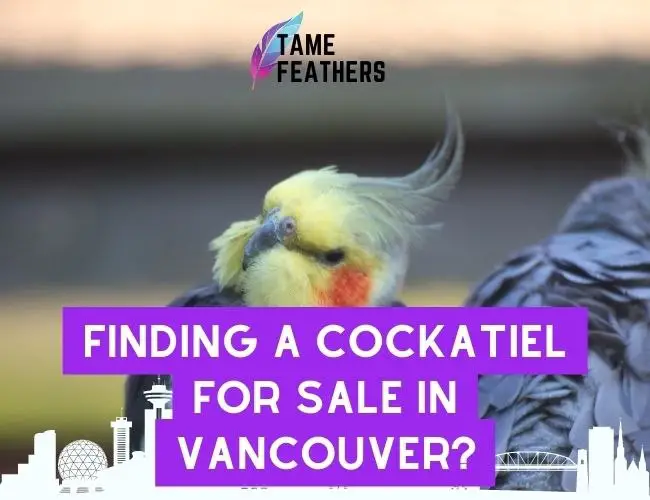Finding A Cockatiel For Sale In Vancouver? Here’s What You Need To Know
