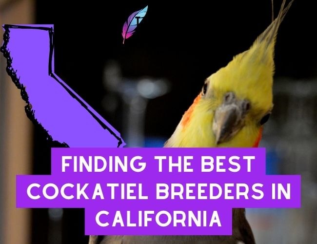 Finding The Best Cockatiel Breeders In California: Your Guide To Success