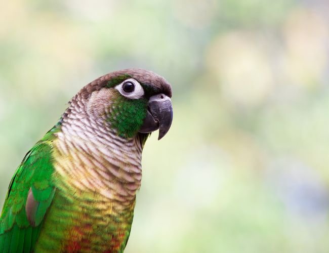 Conclusion: Are green cheek conures loud?