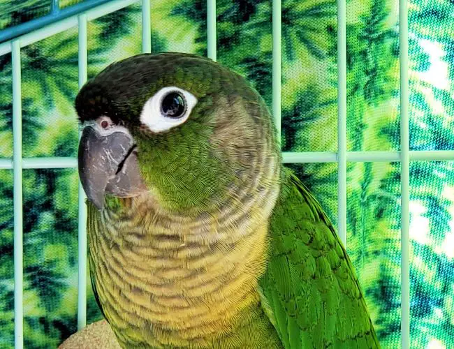 Are green cheek conures loud?