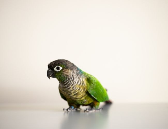 What sounds do Green Cheek Conures make?