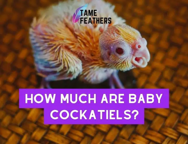 How Much Are Baby Cockatiels? Here’s What You Need To Know Before Buying