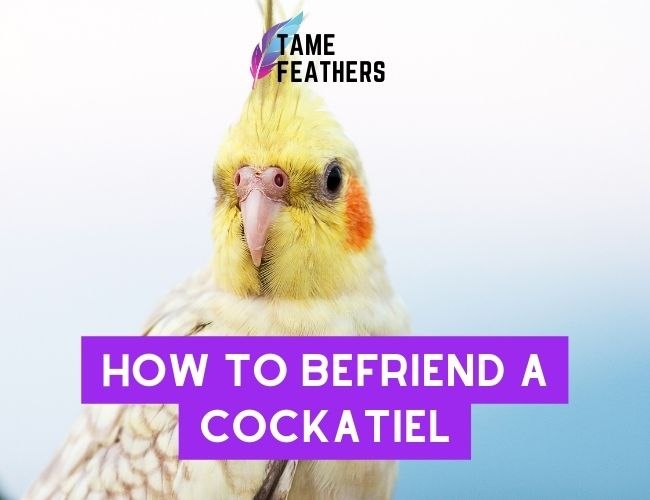 How To Befriend A Cockatiel: Your Step-By-Step Guide To Bonding With Your New Pal