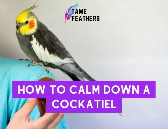 How To Calm Down A Cockatiel: Tips & Tricks For Happier Birds