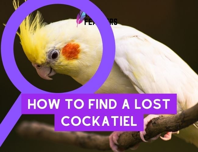 How To Find A Lost Cockatiel: Tips And Tricks For Reuniting You With Your Feathered Friend