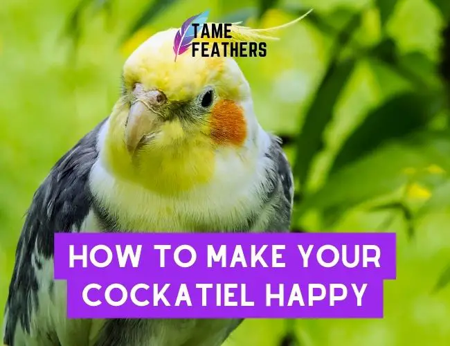 How To Make Your Cockatiel Happy: All The Tips You Need To Know!