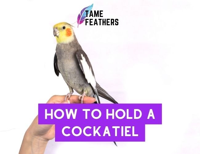 How To Hold A Cockatiel: The Right Way To Bond With Your Pet