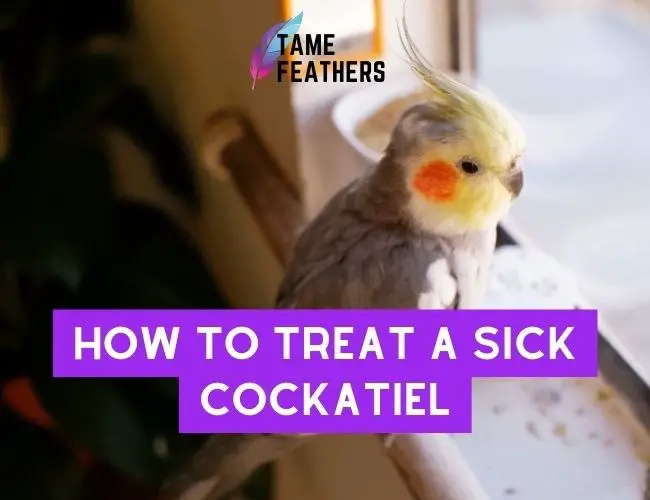 How To Treat A Sick Cockatiel: The Essential Guide You Can’t Miss