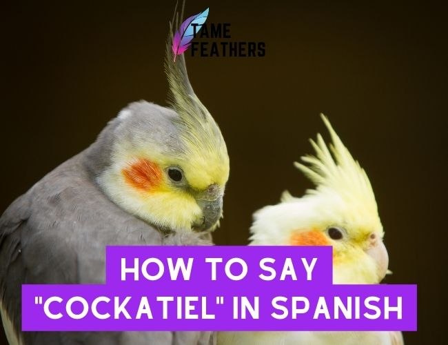 How to Say “Cockatiel” in Spanish: Unlocking the Language Barrier