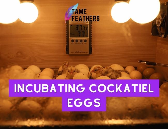 Incubating Cockatiel Eggs: A Step-By-Step Guide To Hatching Your Own Flock