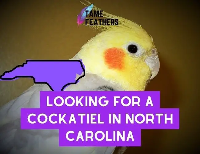 Looking For A Cockatiel? Here’s Where To Find One In North Carolina!
