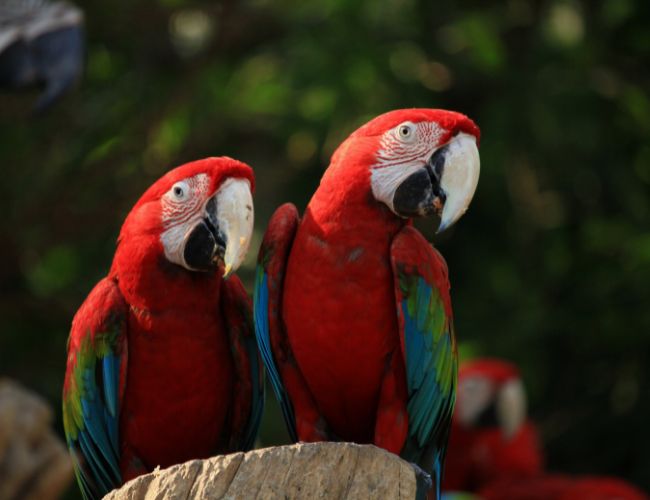 Macaws Are Very Intelligent!