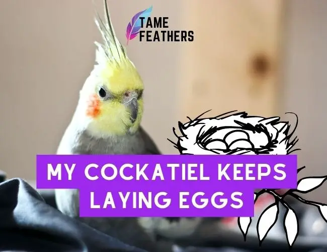 My Cockatiel Keeps Laying Eggs: What Should I Do?