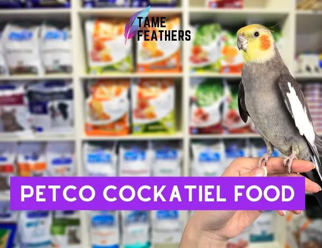Petco Cockatiel Food: Your Guide To Finding The Right Nutrition