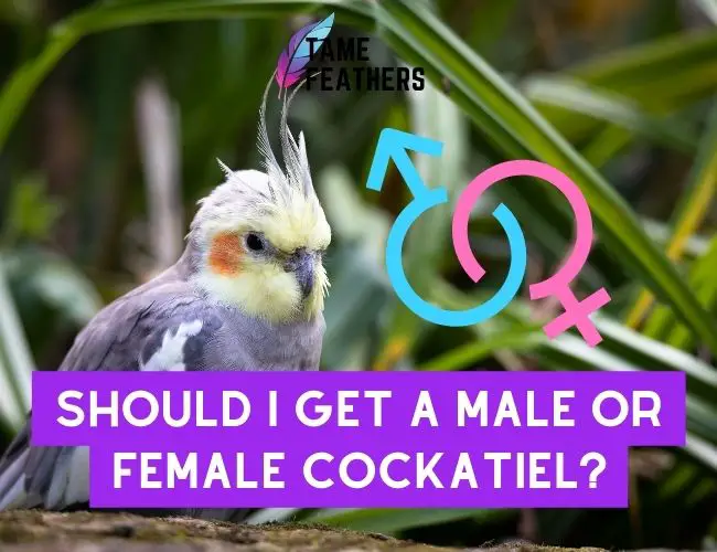 Should I Get A Male Or Female Cockatiel? Weighing The Pros & Cons Of Each
