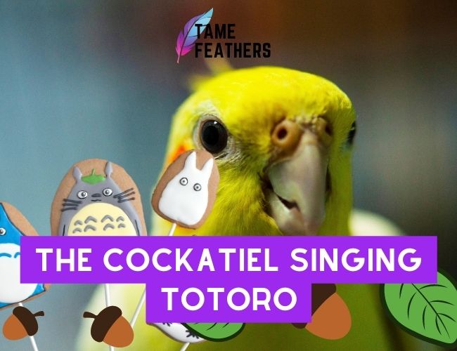 The Cockatiel Singing Totoro: How To Train Your Bird To Do It!