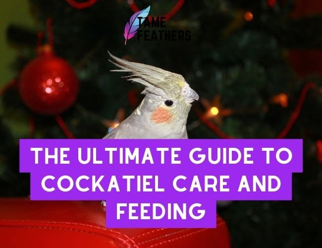 The Ultimate Guide to Cockatiel Care and Feeding