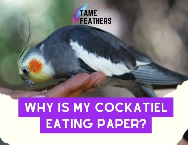 Why Is My Cockatiel Eating Paper? Here’s What You Need To Know