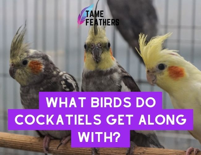 What Birds Do Cockatiels Get Along With? The Best Companions For Your Feathered Friend