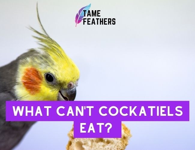 What Can’t Cockatiels Eat? The Essential Guide To Keeping Your Pet Safe
