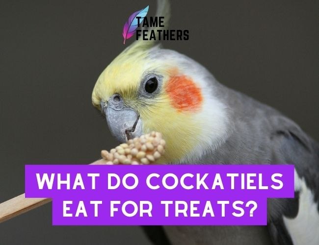 What Do Cockatiels Eat For Treats? The Perfect Snack Ideas