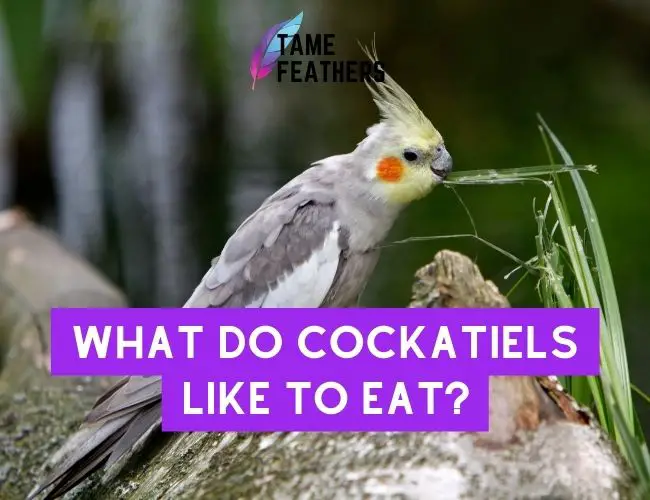 What Do Cockatiels Like To Eat? A Guide to Feeding Your Pet Bird