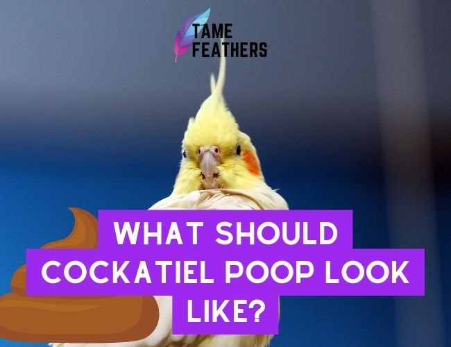 What Should Cockatiel Poop Look Like? The Essential Guide To Keeping Your Pet Healthy