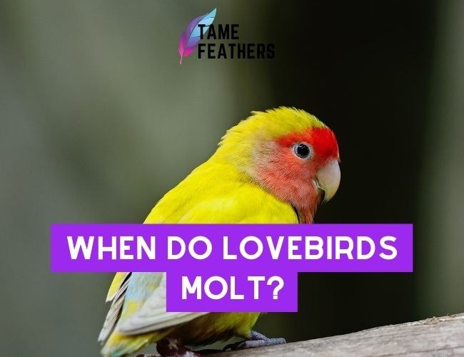 When Do Lovebirds Molt? A Guide To Understanding Their Molting Cycle