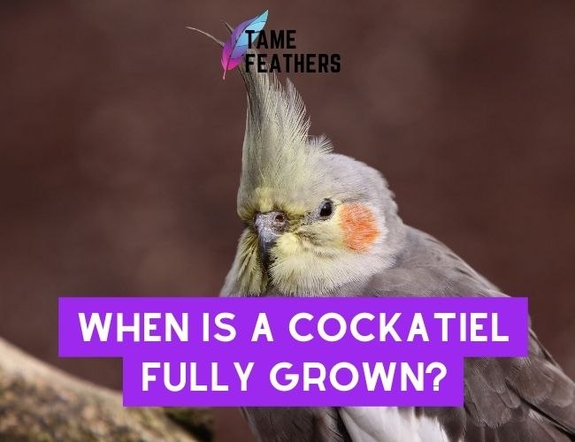 When Is A Cockatiel Fully Grown? The Surprising Answer Revealed!