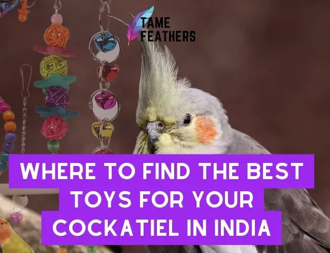 Where To Find The Best Toys For Your Cockatiel In India