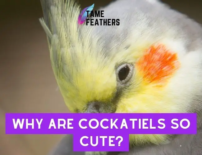 Why Are Cockatiels So Cute? Here’s What Makes These Birds Uniquely Adorable