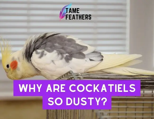Why Are Cockatiels So Dusty? Uncovering The Surprising Reasons Behind This Mystery