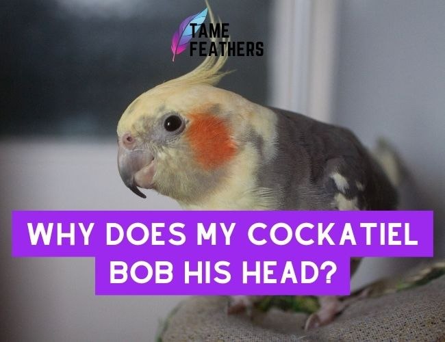 Why Does My Cockatiel Bob His Head? The Answer May Surprise You!
