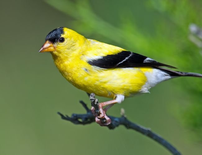 What do yellow finches do when it's time to migrate?